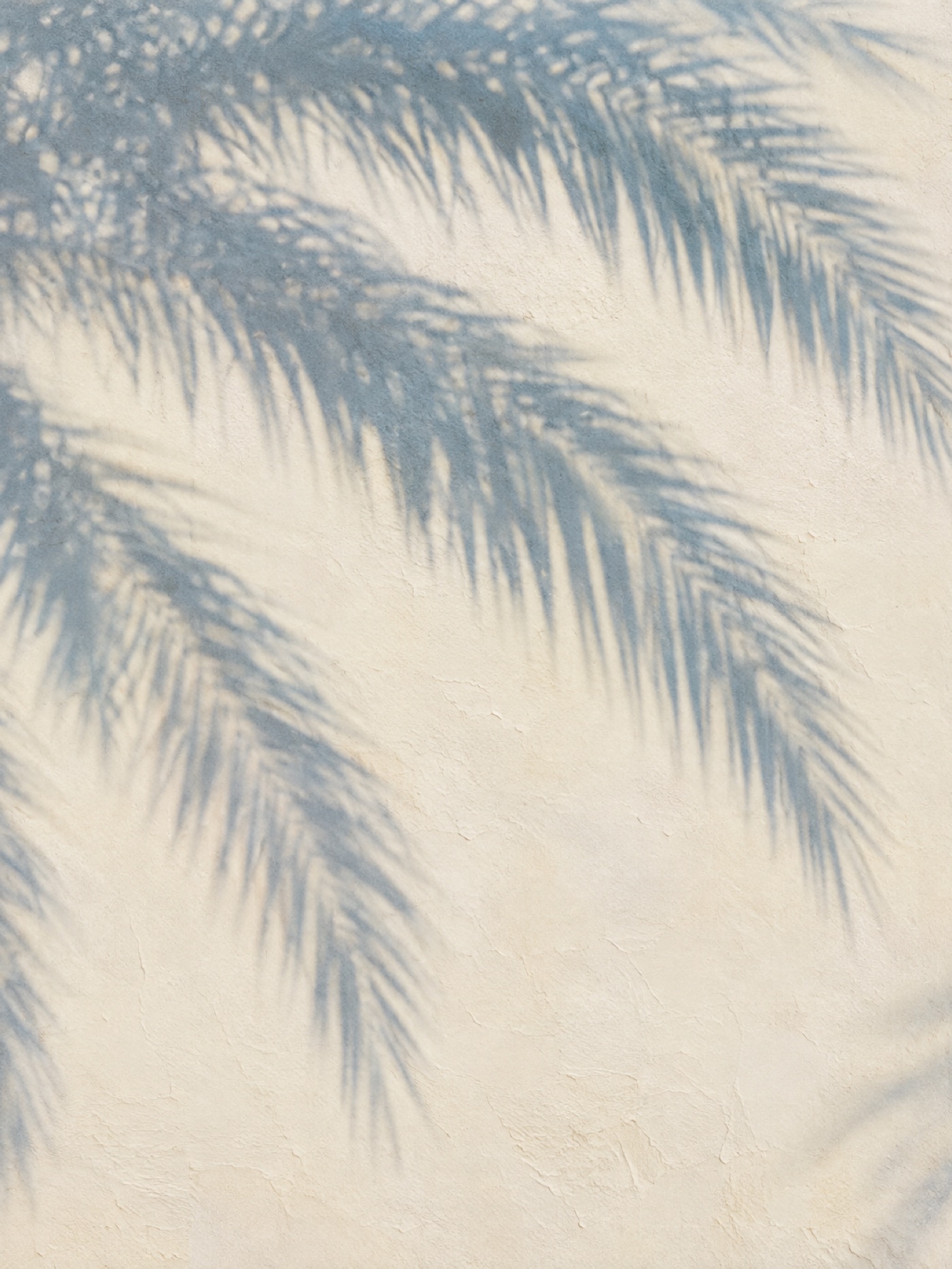 Palm shadows on a plaster wall